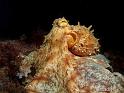 Pulpo comun ( Octopus vulgaris )4